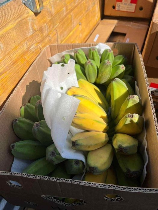 CARDAVA BANANA