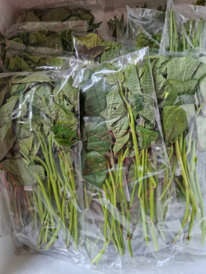 Sweet potato leaves